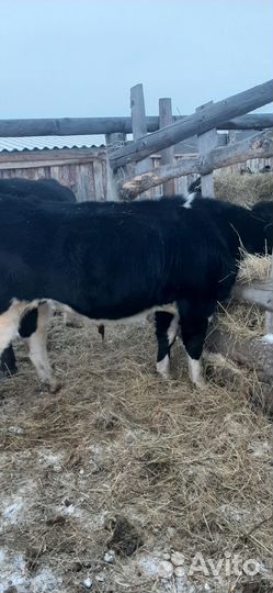 Быки на мясо