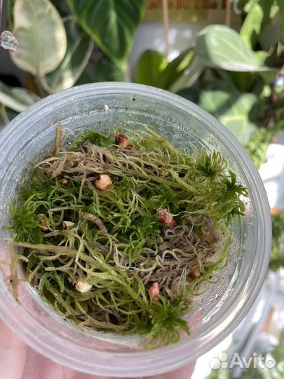 Алоказия фрайдек вариегатная, Жаклин клубни