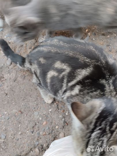 Красавица кошечка