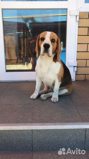 Собака Бигль