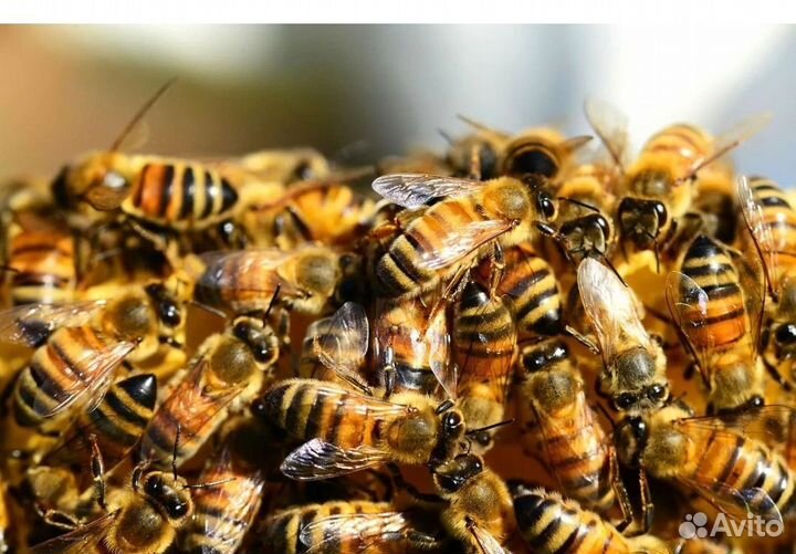 Пчелы и улья