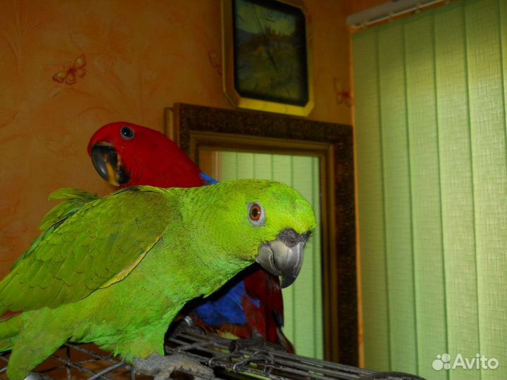 Птенцы выкормыши больших попугаев