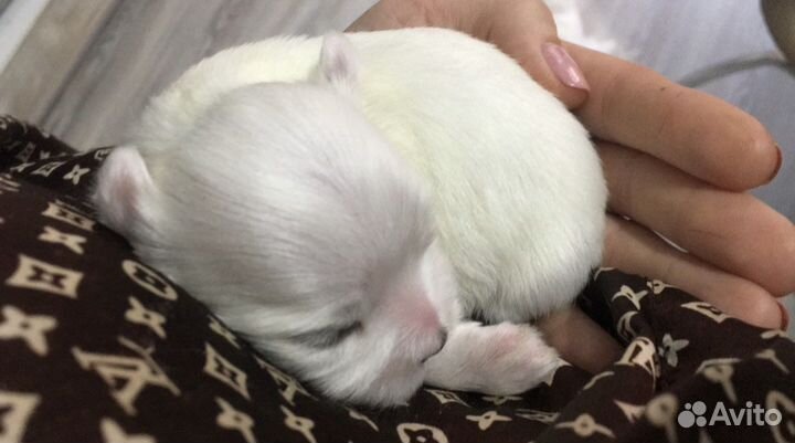 Мальтезе mini болонки