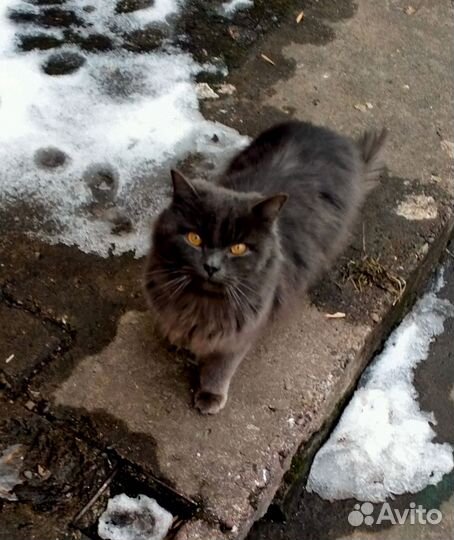 Красивый кот