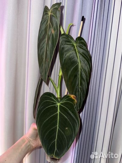 Филодендрон миланохризум