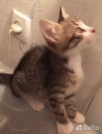 Котенок мальчик (2мес) - ласковый мурчала