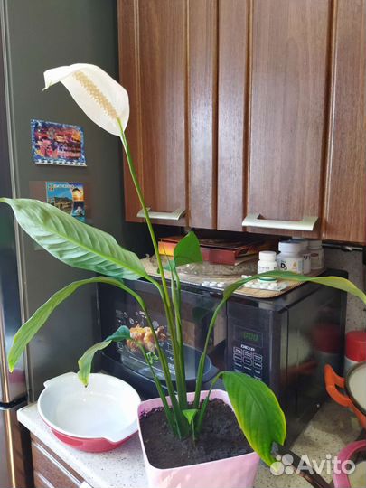 Сансевиерия сортовая