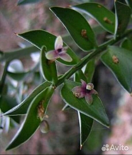 Рускус (Иглица)