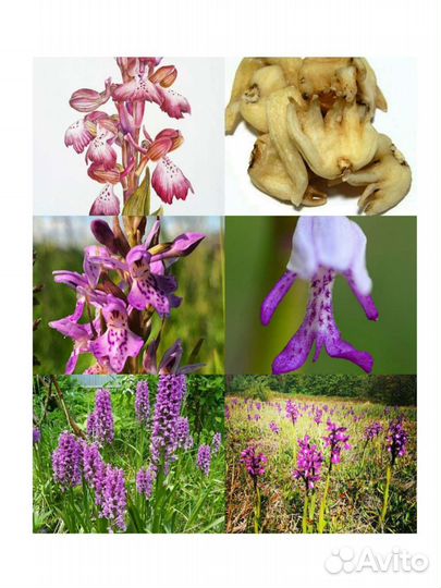 Ятрышник Саженцы/семена/корешки