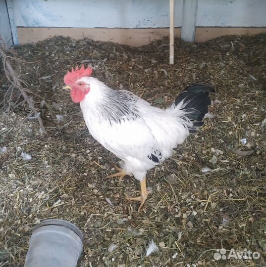 Петух Адлерский