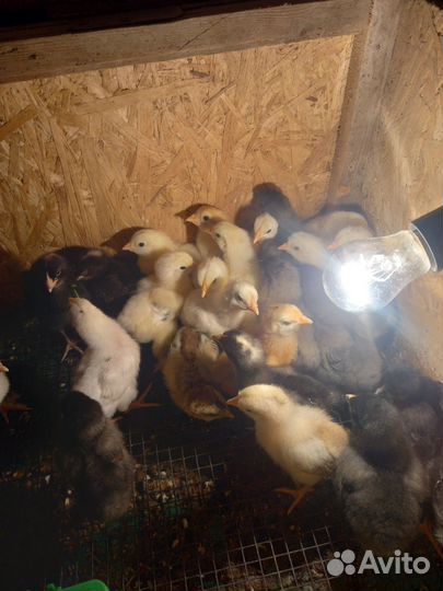 Цыплята суточные