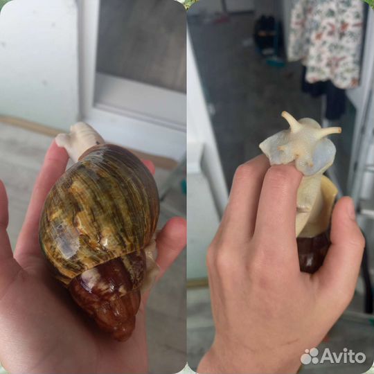 Улитка Архахатина