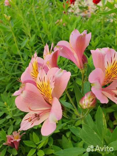 Альстромерия