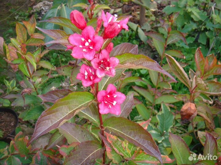 Многолетние растения