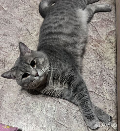 Шотландский кот на вязку