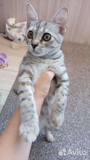 Кошечка 3 месяца