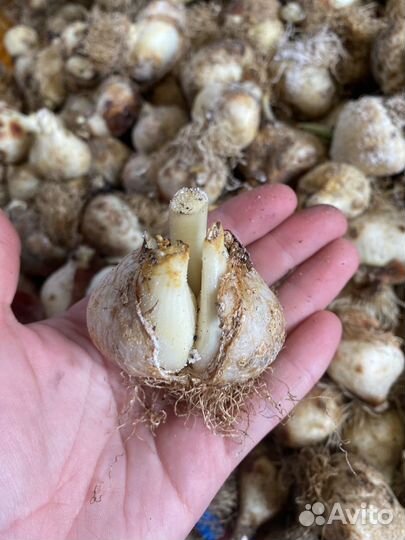 Луковицы тюльпанов