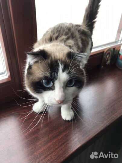 Котик ищет семью