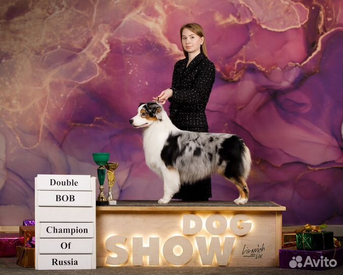 Профессиональный хендлер, грумер