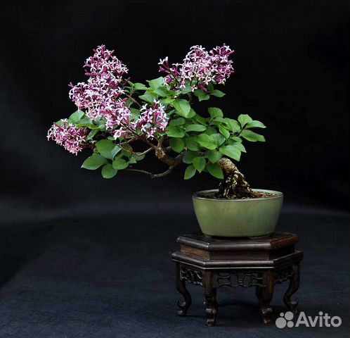 Сирень обыкновенная, семена