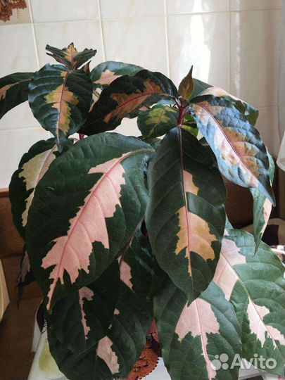 Комнатные цветы