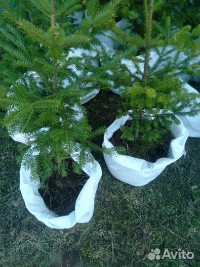 Пихта корейская Самлинг