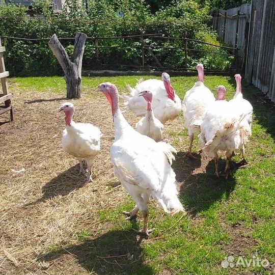 Фермерская курочка, перепела,индюшка с доставкой