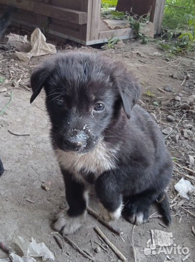 Щенки 2,5 месяца, уже сами едят