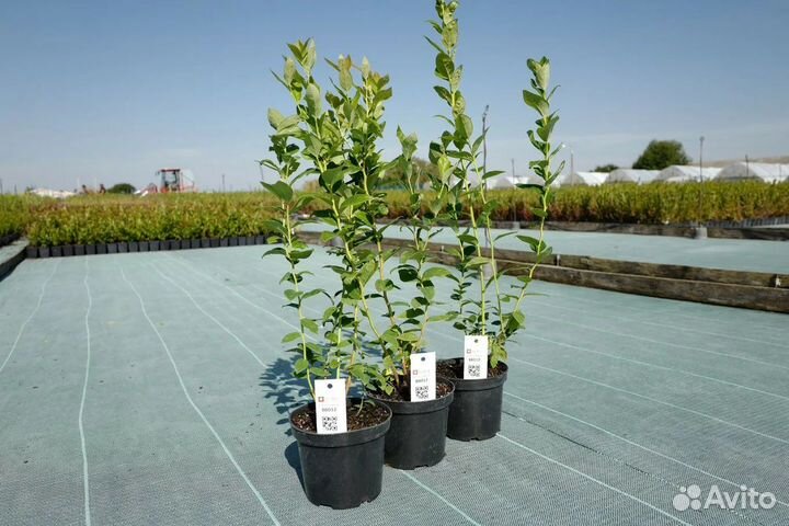 Саженцы голубики