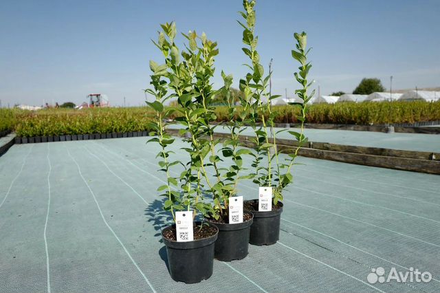 Саженцы голубики