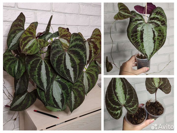 Разные сортовые