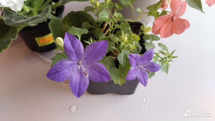 Фиалки, бальзамины, стрептокарпусы, кампанула