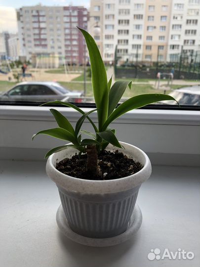 Пальма юкка