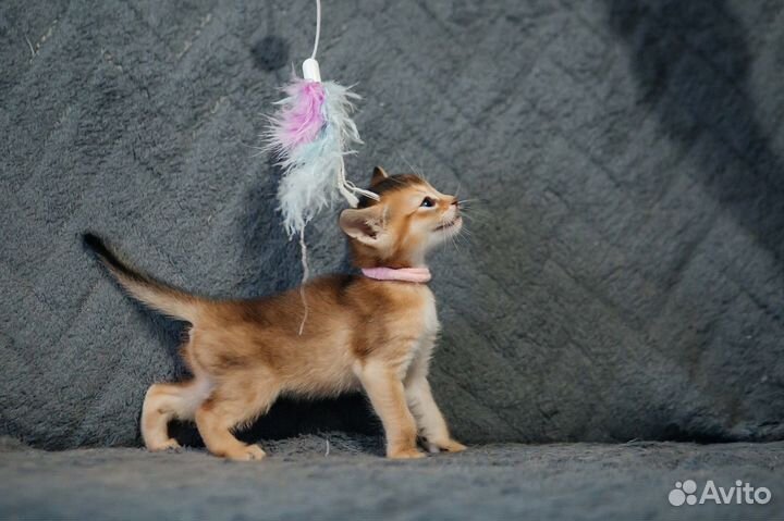 Абессиницы