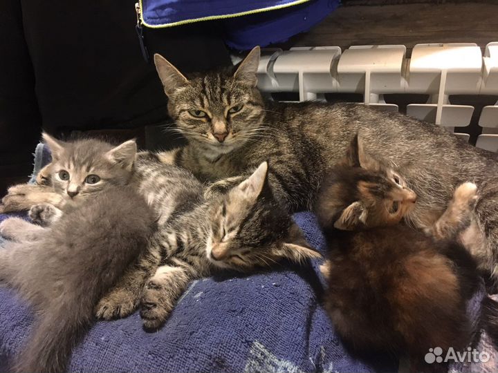 Кошка