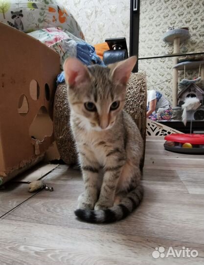 Кошки в добрые руки