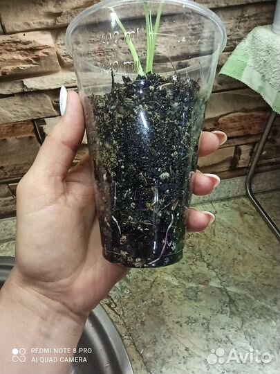 Спатифиллум Дели индонезия