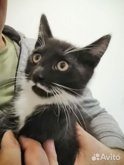 Котенок