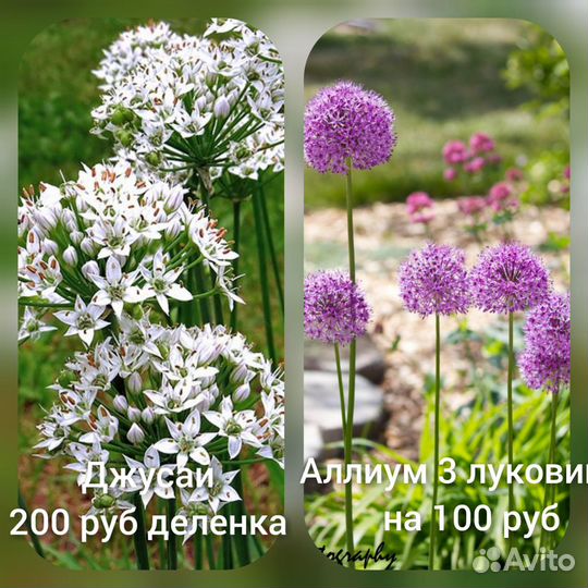 Крокус ирис юкка,подснежник ифейон тюльпан мускари