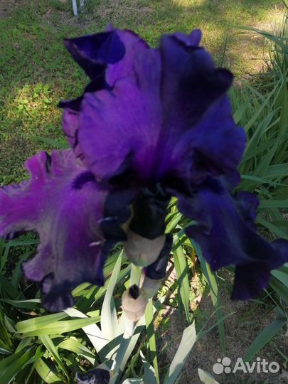 Ирисы бородатые