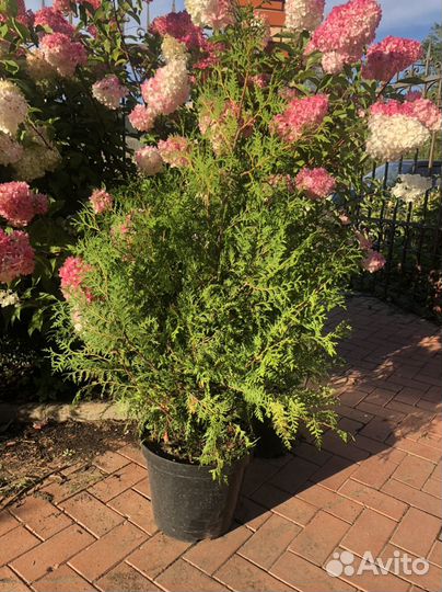 Туя брабант