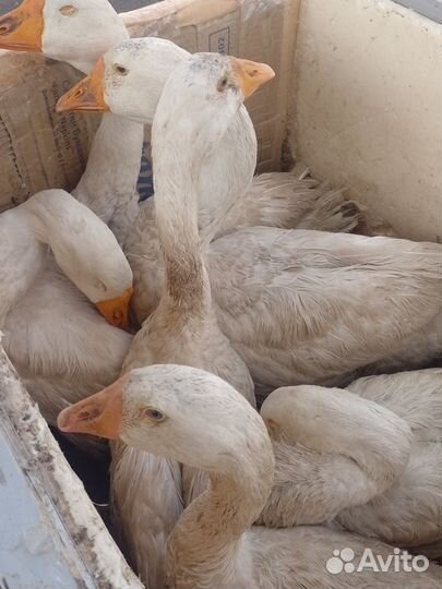 Гуси Линда, Селезни индоуток+утки. Курочки несушки