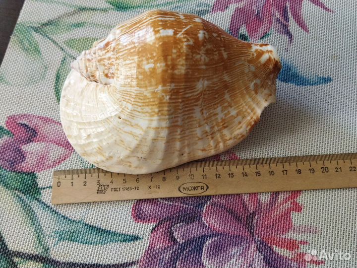 Ракушка с Чёрного моря