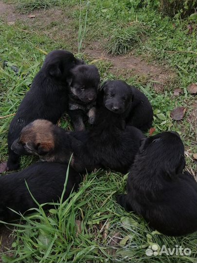 Щенки овчарки