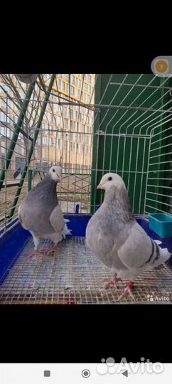 Голуби Пермские