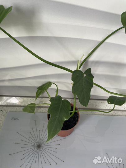 Цветок плетущийся стебельчатый, лиана