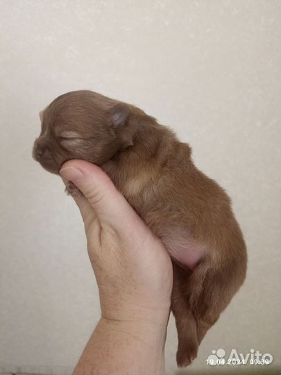 Шпицедетки