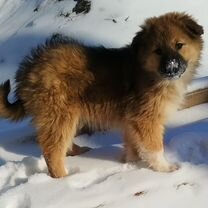 Немецкая овчарка, щенок