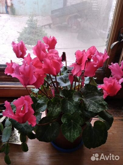 Гибискус махровый, цикламен
