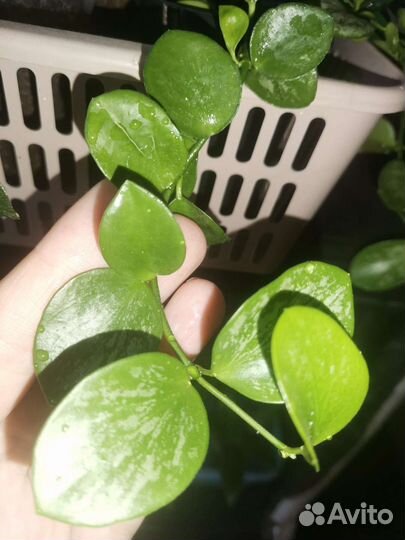 Хойи и дисхидии 2